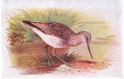 Greenshank, from Birds of the British Isles and Their Eggs by Archibald Thorburn