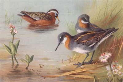 Grey Phalarope (summer), Red-Necked Phalarope (summer) by Archibald Thorburn