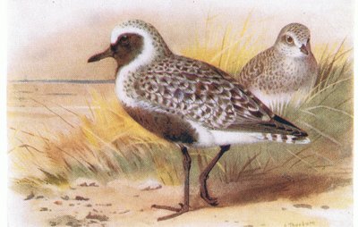 Grey Plover, from Birds of the British Isles and Their Eggs by Archibald Thorburn
