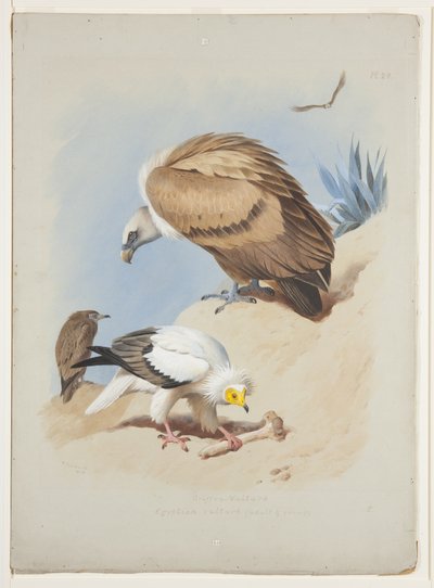Griffin Vulture and Egyptian Vulture, c.1915 by Archibald Thorburn