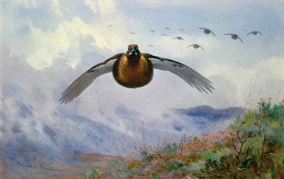 Grouse in Flight by Archibald Thorburn