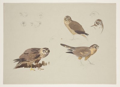 Harrier and ruff, c.1915 by Archibald Thorburn