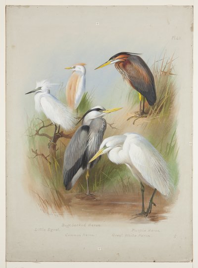 Herons and Egret, c.1915 by Archibald Thorburn