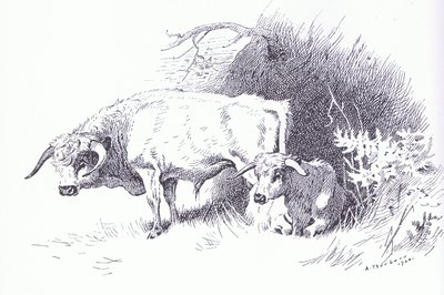 Highland Cattle, pub. by Book Club Associates by Archibald Thorburn