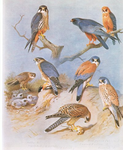 Hobby, Merlin, Red Footed Falcon, Lesser Kestrel and Kestrel by Archibald Thorburn