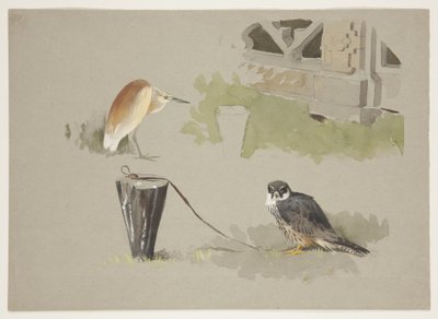 Hobby male tethered and squarro heron, c.1915 by Archibald Thorburn