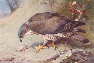 Honey-Buzzard by Archibald Thorburn