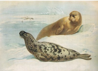 Hooded Seal and Bearded Seal, from Thorburn