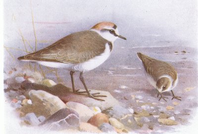Kentish Plover, from Birds of the British Isles and Their Eggs by Archibald Thorburn