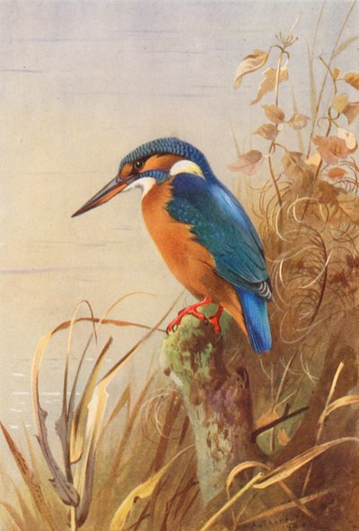 Kingfisher by Archibald Thorburn