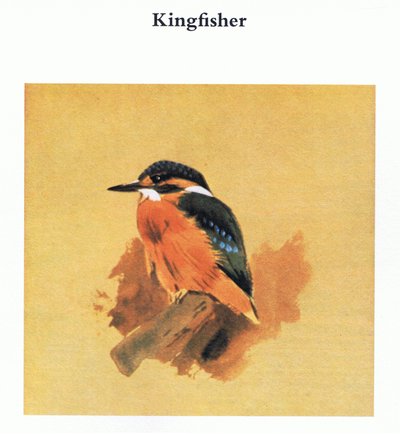 Kingfisher by Archibald Thorburn