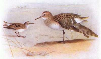 Little Stint, from Birds of the British Isles and Their Eggs by Archibald Thorburn