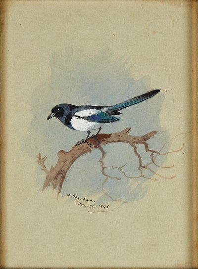 Magpie on a Branch by Archibald Thorburn