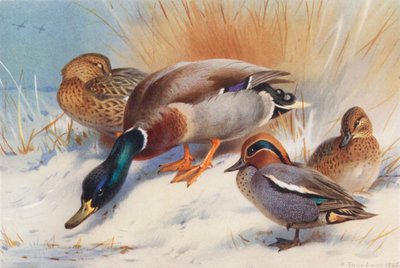 Mallard (Male and Female), Teal (Male and Female) by Archibald Thorburn