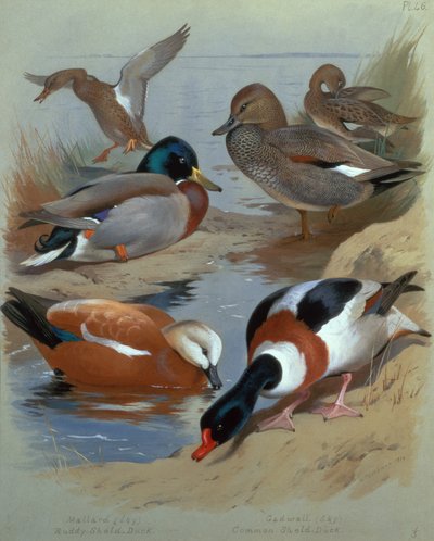 Mallard, Gadwell, Ruddy Shelduck by Archibald Thorburn