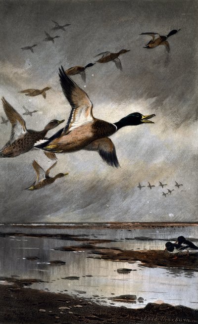 Mallards in flight by Archibald Thorburn