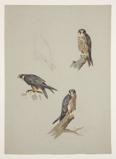 Merlin male, c.1915 by Archibald Thorburn