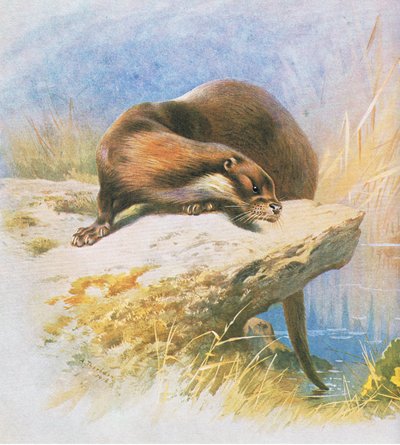 Otter by Archibald Thorburn