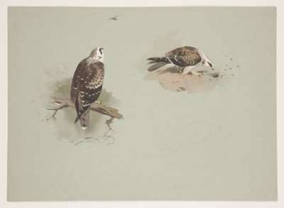 Pale honey buzzard, c.1915 by Archibald Thorburn