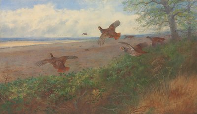 Partridges in flight by Archibald Thorburn