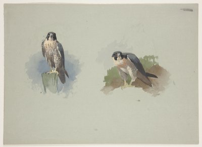 Peregrine falcon male, c.1915 by Archibald Thorburn
