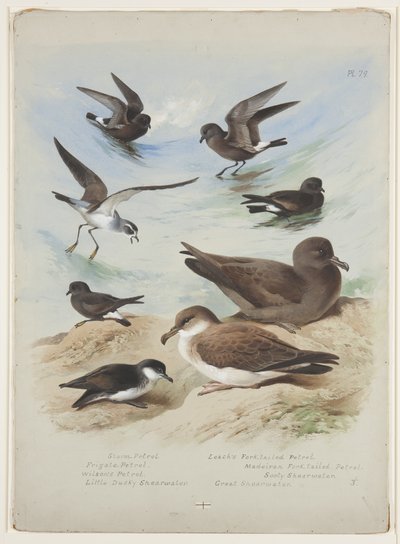 Petrels, c.1915 by Archibald Thorburn