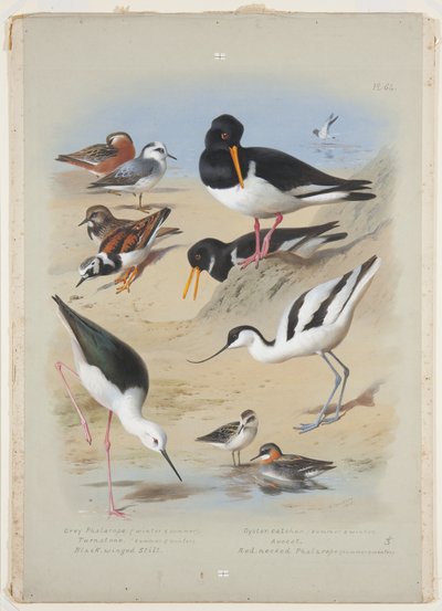 Phaleropes, oystercatcher, avocet, turnstone and stilt, c.1915 by Archibald Thorburn