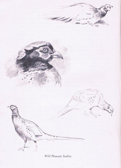 Pheasants by Archibald Thorburn