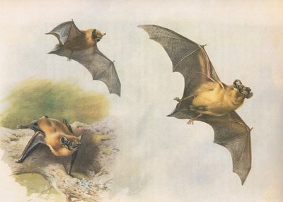 Pipistrelle or Common Bat, from Thorburn