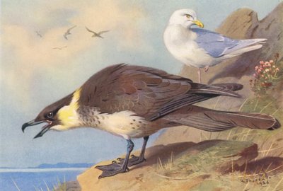 Pomatorhine Skua, Iceland Gull by Archibald Thorburn