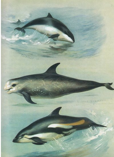 Porpoise, Risso