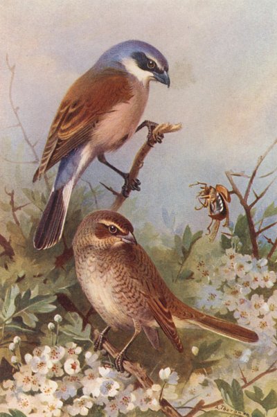 Red-Backed Shrike (male and female) by Archibald Thorburn