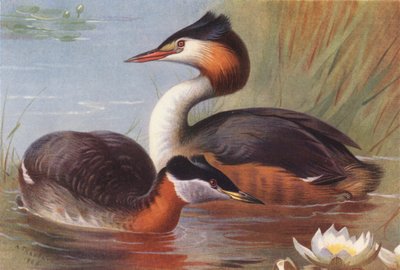 Red-Necked Grebe, Great Crested Grebe by Archibald Thorburn
