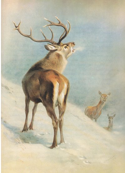 Red Deer, from Thorburn