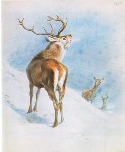 Red Deer, pub. by Book Club Associates by Archibald Thorburn