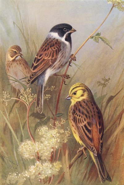 Reed-Bunting (male and female), Yellow Bunting or Yellow Hammer by Archibald Thorburn