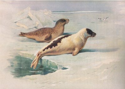 Ringed Seal and Harp Seal, from Thorburn