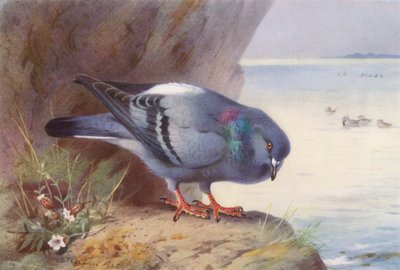 Rock-Dove by Archibald Thorburn