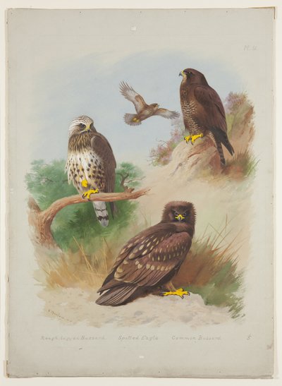 Rough Legged Buzzard, Spotted Eagle and Common Buzzard, c.1915 by Archibald Thorburn