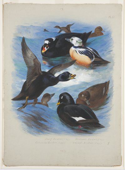 Scoters and stellers eider, c.1915 by Archibald Thorburn
