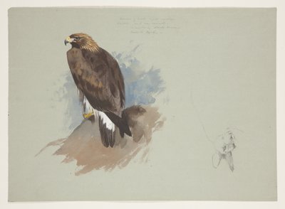Sea eagle and pencil sketch of rabbit, c.1915 by Archibald Thorburn