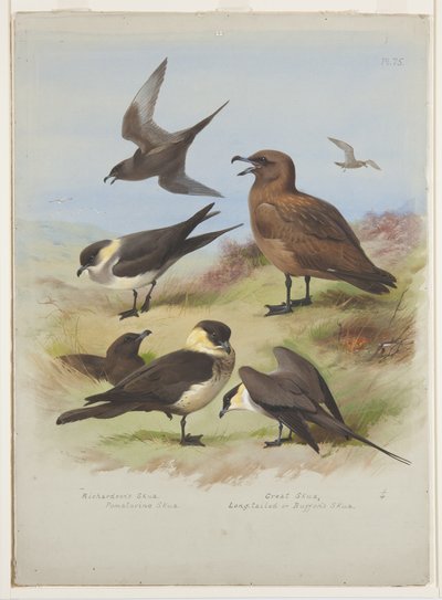 Skuas, c.1915 by Archibald Thorburn