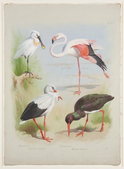 Spoonbill, Flamingo and Stork, c.1915 by Archibald Thorburn