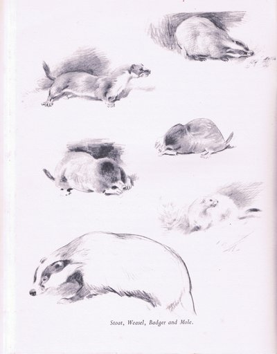Stoat, Weasel, Badger and Mole by Archibald Thorburn