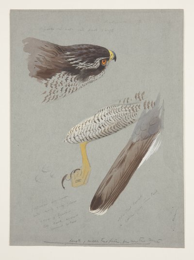 Studies of head, foot and wing of male goshawk, c.1915 by Archibald Thorburn