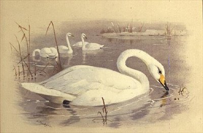 Swans on Water by Archibald Thorburn