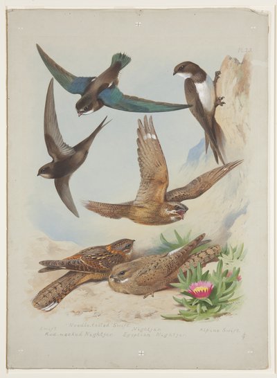 Swift, c.1915 by Archibald Thorburn
