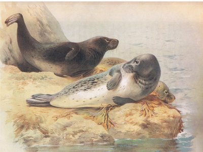 The Grey Seal, from Thorburn