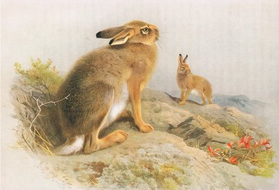 The Mountain Hare and the Irish Hare in autumn, from Thorburn