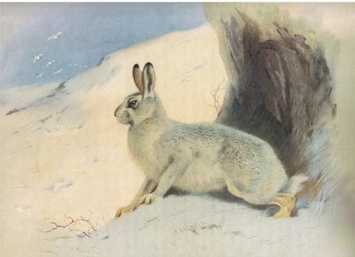 The Mountain Hare in winter, from Thorburn